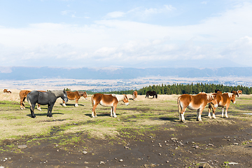 Image showing Horse ranch