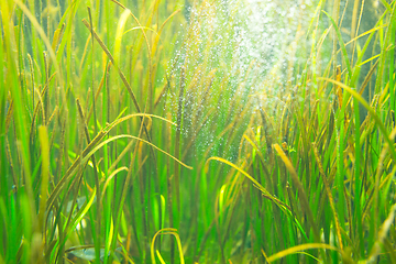 Image showing Seaweed in the aquarium