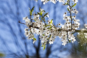 Image showing cherry blossoms, close-up