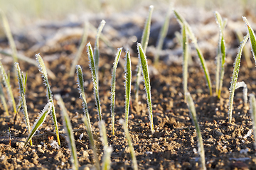 Image showing frost on the wheat