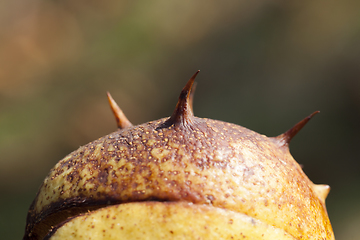 Image showing Chestnut nut, close-up