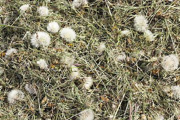 Image showing dandelion flowers