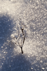 Image showing Snow crystals winter