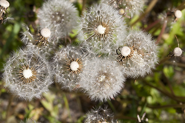 Image showing dandelion seed