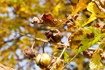 Image showing ripe fruit chestnut