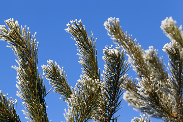 Image showing tree with a frost-spruce