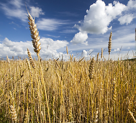 Image showing Wheat on field