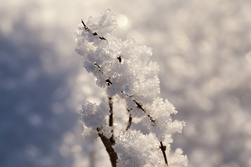 Image showing Snow crystals winter