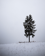 Image showing Fir under snow