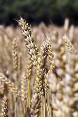 Image showing background of wheat