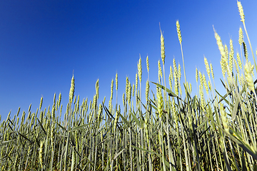 Image showing immature green grass