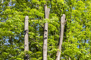 Image showing Young green leaves of chestnut