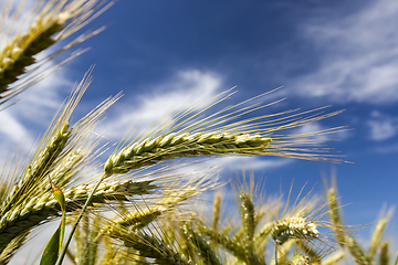 Image showing close up of wheat