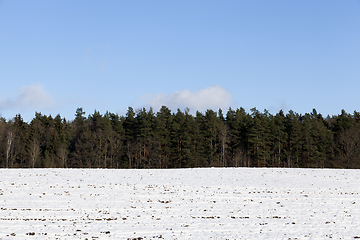 Image showing Winter forest, close-up