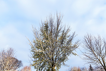 Image showing trees under snow