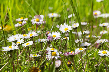 Image showing meadow with camomile