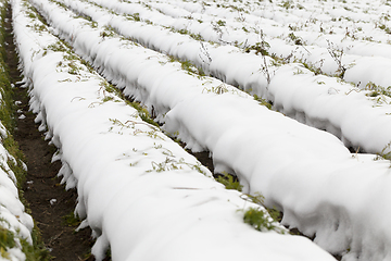 Image showing carrot harvest in the snow