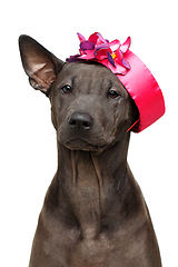 Image showing beautiful thai ridgeback puppy