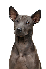 Image showing beautiful thai ridgeback puppy