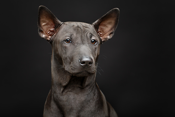 Image showing beautiful thai ridgeback puppy