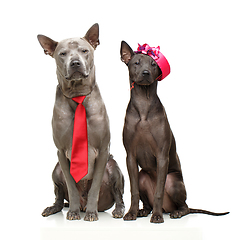 Image showing beautiful thai ridgeback dogs