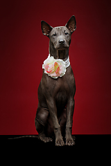 Image showing beautiful thai ridgeback puppy