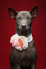 Image showing beautiful thai ridgeback puppy