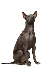 Image showing beautiful thai ridgeback puppy