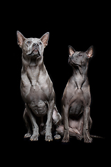 Image showing beautiful thai ridgeback dogs