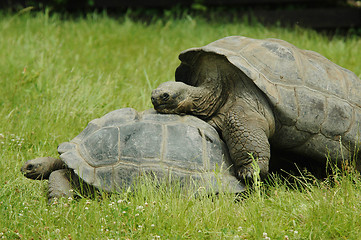 Image showing Tortoises