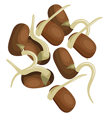 Image showing Brown sprout beans vector illustration of vegetables on white ba