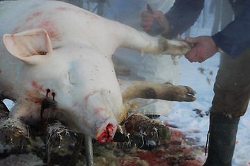 Image showing Pig-slaughtering