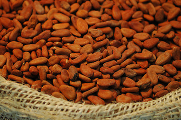 Image showing Cacao