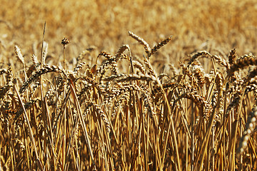 Image showing Wheat