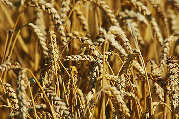 Image showing Wheat