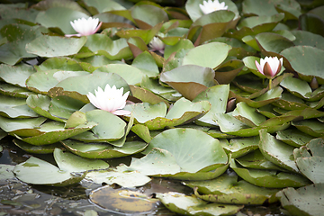 Image showing Water Lilies