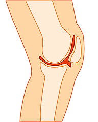 Image showing Knee joint on leg of the person