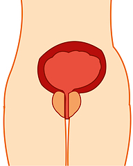 Image showing Urinary bladder and postate gland in tele person