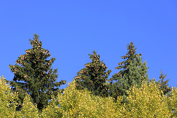 Image showing Spruce Tree Tops With Lots of Cones