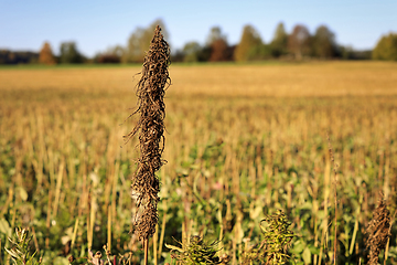 Image showing Cannabis Sativa, Industrial Hemp Plant at Harvest