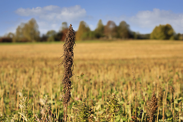 Image showing Mature Cannabis Sativa, Industrial Hemp Plant at Harvest