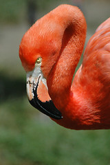 Image showing Flamingo