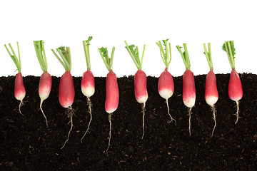 Image showing Radish Vegetables Growing in Earth
