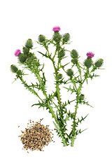 Image showing Milkthistle Alternative Herbal Medicine