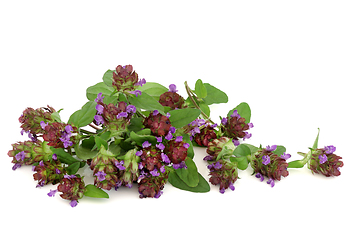 Image showing Self Heal Herb with Flowers for Natural Medicine