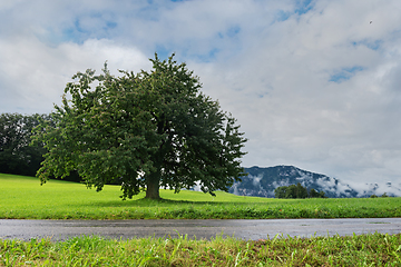 Image showing Lonely tree. Beautiful mountains in Switzerland Alps