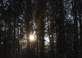 Image showing Winter forest, close-up