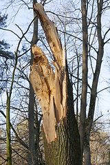 Image showing Broken tree trunk