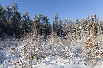 Image showing Snow drifts in winter