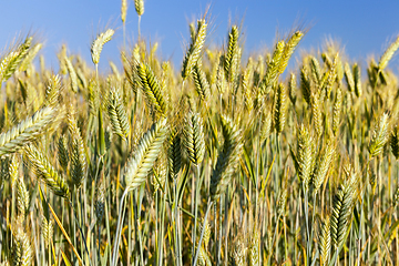 Image showing immature yellowing wheat